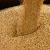 Yellow Corn Animal Feed