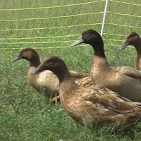 Duck farming in India