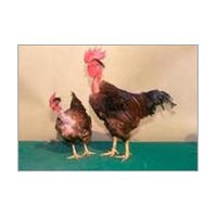 HITCARI (Naked Neck Cross)  Chicken