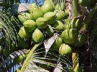 Coconut Plants