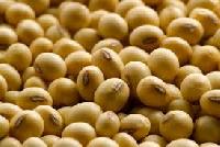 Soya Seed