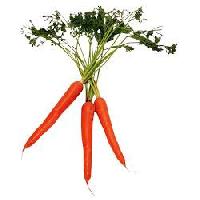 carrot