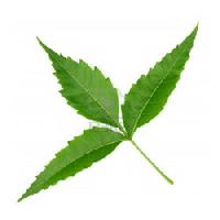 neem leaf