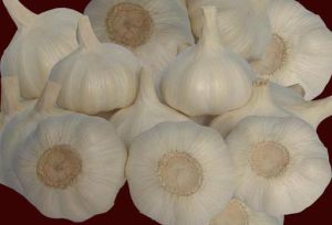 Fresh Garlic, Chinese Garlic, Pure White Garlic