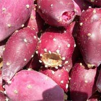 Prickly Pear Fruits