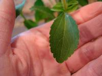 Stevia Plants