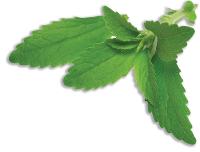 Stevia Fresh Leaves