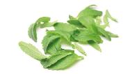 Stevia Herbaceous Plant