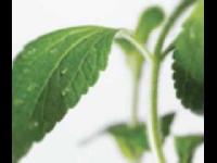 Stevia Herbal Plant