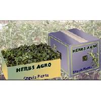 Stevia Herbal Product