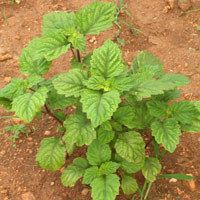 Stevia Herbs and Medical Herb