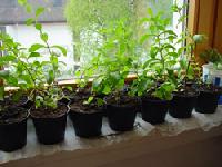 Stevia Plants Available