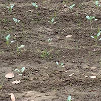 Stevia Seeds