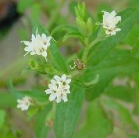 Stevia Sweetner Herbal Plants