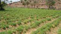 Stevia Cultivation