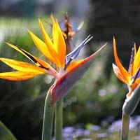 Fresh Strelitzia Flowers