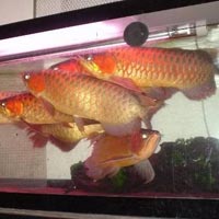 arowana fish