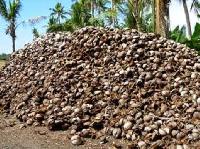 Coconut Waste