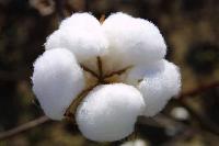 Raw Cotton Bales- Shankar-6