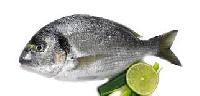 arabian sea bream