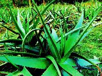 Indoor Plants