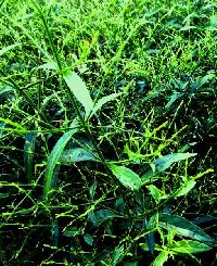 Andrographis Paniculata Plant (Kalmegh)
