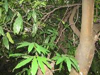 Saraca Indica Linn Plant (Ashoka)