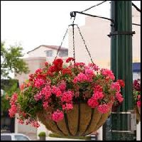 garden hanging baskets