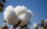 Cotton Spun Yarn