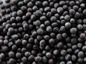Black Canola Seeds