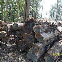 Acacia Logs Malaysia Origin