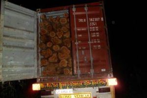 Ghana Teakwood. Sagwan, Round Log