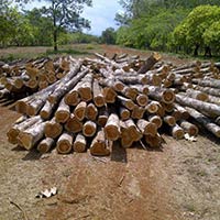 Panama Sagwan, Teak, Teak Wood Round Logs