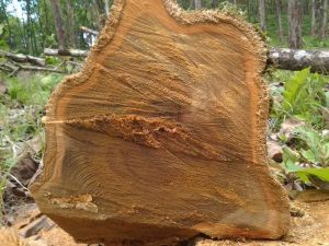 Premium Quality Teak Wood