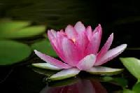 lotus flower