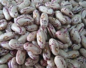 Speckled Kidney Beans
