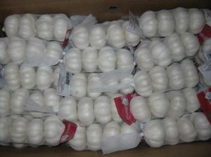 Pure White Fresh Garlic