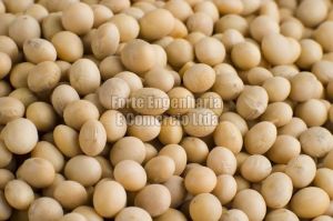 Soybean Seeds