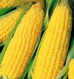 yellow corn,  Shelf Life : 6-12 Months