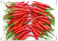 Chilli,  Shelf Life : 4 MONTHS