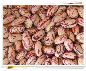 red kidney beans