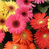 Fresh Gerbera Flowers