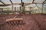 cocoa beans