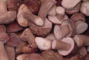 Frozen Boletus Edulis