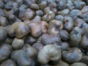 raw cashew nut
