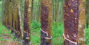 Raw Rubber