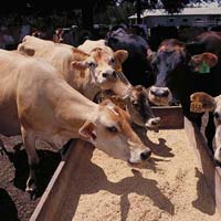 Veterinary Feed Supplements