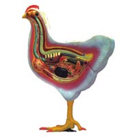 Bird Dissection-Domestic Hen