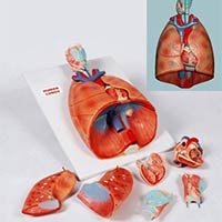 Heart & Lungs Model