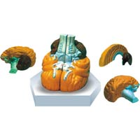Human Brain Model